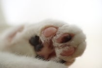 猫は『肉球のカラー』で性格が変化するって本当？3つの種類別に見る個性の違いや接し方のポイント