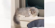 窓辺でまったりと寝そべっていた子猫→自分のしっぽを見ると……可愛すぎる行動に「猫生一週目すぎる」「癒やし…」と笑顔になる人が続出