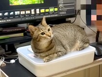 パパのことが大好きな猫→パソコンを使おうとすると、キーボードの上で…１時間も続く『あざとい行動』が話題「猫ハラ受けたい」「愛されてる」
