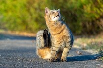 『野良猫』にやってはならない絶対NG行為4つ　思わぬ法律違反にあたる可能性も…
