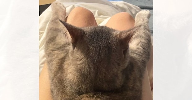 ママの膝の上でくつろぐ猫→あまりにも可愛すぎる『体勢』に2万いいねの反響「スーパーマンみたい」「後ろから見れるの最高だね」