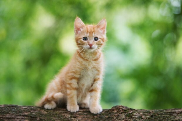 野外にたたずむ茶トラの子猫