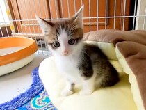 保護されたばかりの小さな子猫→独りぼっちになると、不安げな表情を浮かべて…守ってあげたくなる『悶絶級の光景』が113万再生「最強の天使」