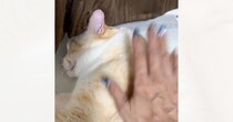 名前を呼んでも、体をゆすっても『全然起きなかった猫』が次の瞬間…267万再生された『まさかの展開』に「つまり聞こえた上でｗ」「ばり早いｗ」