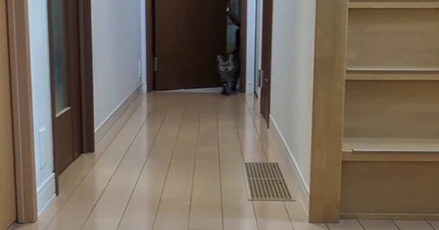 大好きなママが帰宅すると、ネコが…思わずキュンとくる『熱烈すぎるお出迎え』が58万再生「嫌なことも吹っ飛ぶね」「よっぽど愛されているんだね」