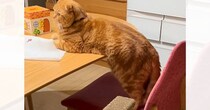 小さいときからテーブルには乗らない猫→『天才なんじゃないか』と思っていたら…驚きの瞬間が61万再生「可愛すぎるｗ」「しれっとｗ」