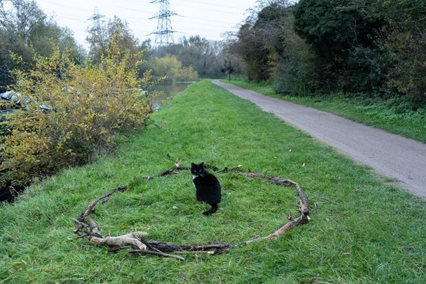 木の枝で作った円の中にいる猫