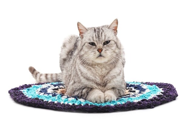 丸いマットに乗る猫