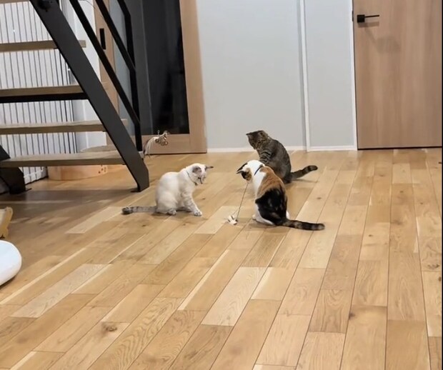 部屋の真ん中に集まる猫たち