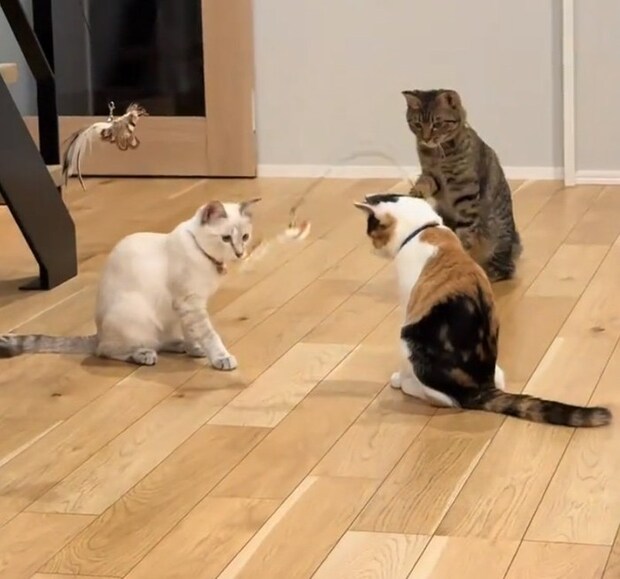 おもちゃを持つ猫