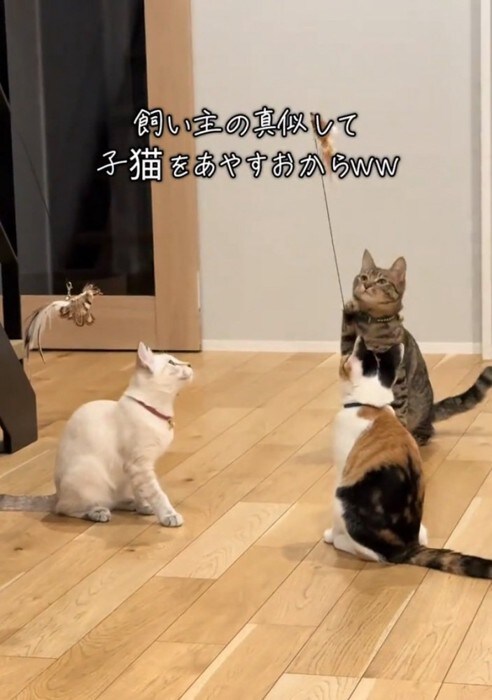 おもちゃを持ち上げる猫