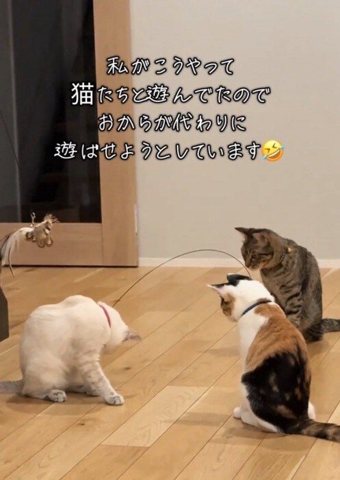 白い子猫におもちゃを近づける