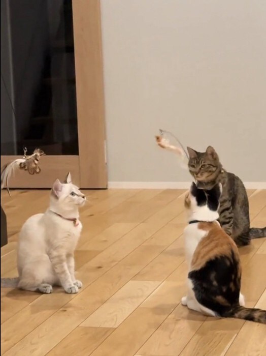 おもちゃを目で追う子猫たち