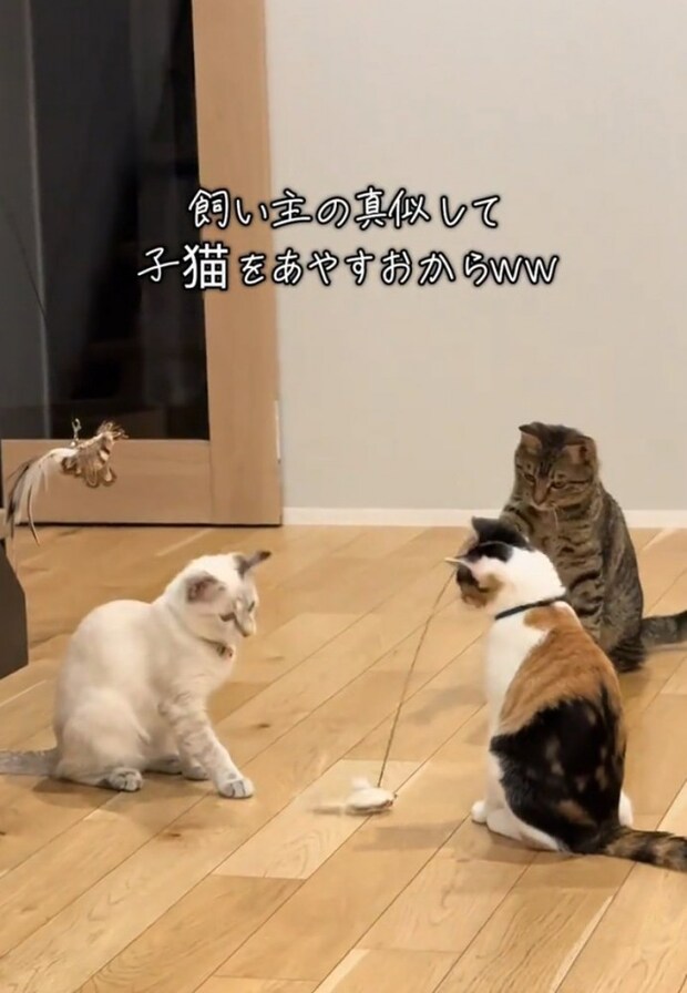 子猫の間に落とす猫
