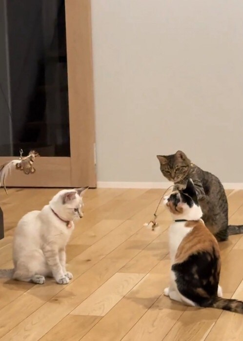 もう1匹の子猫に近づける