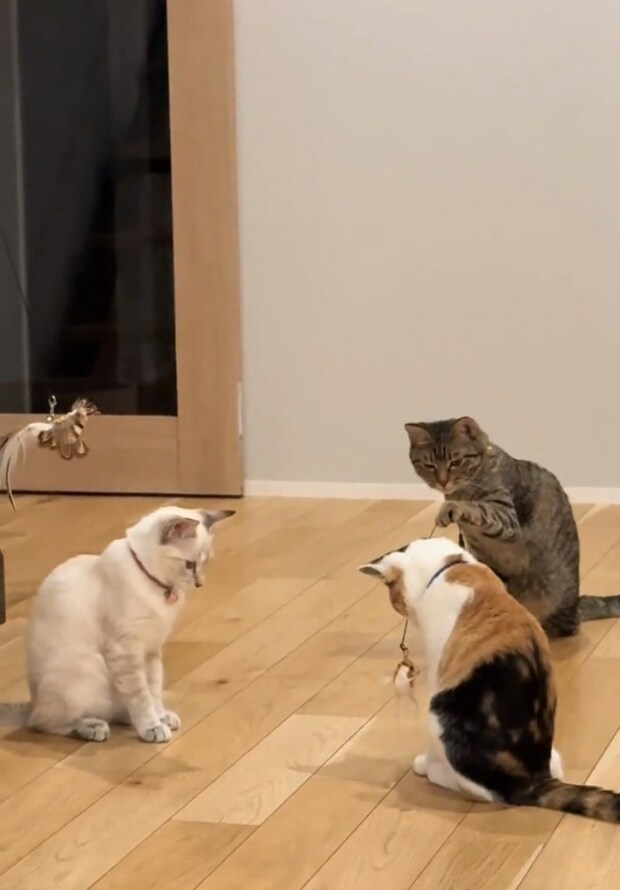 子猫をあやす先輩猫