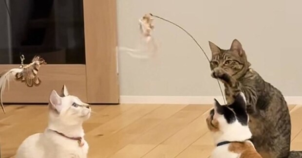 先輩猫と2匹の子猫が『何かしている』と思ったら…131万再生された『まさかの方法で遊ぶ光景』に「賢すぎｗ」「本当にネコ？ｗ」と驚愕の声