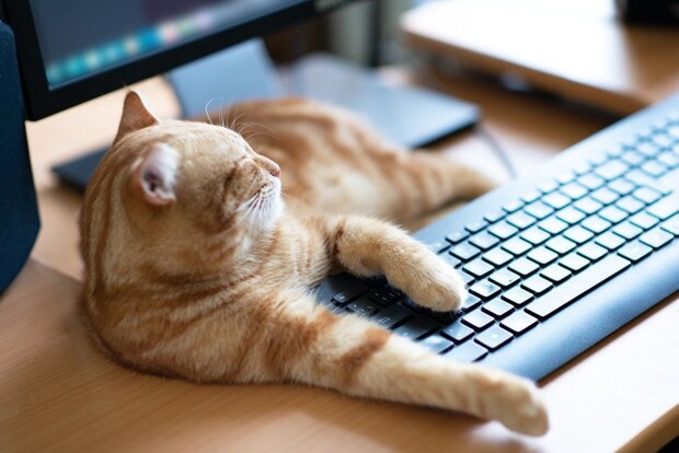 パソコン前でくつろぐ茶トラ猫