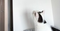 白黒猫が見上げる先には……同居猫が披露した『驚きの行動』に「すごいバランス感覚」「心配そうに見ているの可愛いｗ」と話題に