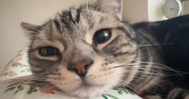 飼い主さんのお腹に『猫が頭を乗せていた理由』が…『尊すぎるシチュエーション』が７万再生「なんて幸せ空間」「平和で素敵」と絶賛