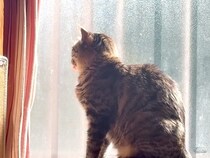 窓際にいるネコ→舌が出ていたので『しまいなさい』と伝えた結果…悶絶級の『まさかのサービス』に「尊い」「かわいいの投げ売りだ」と絶賛