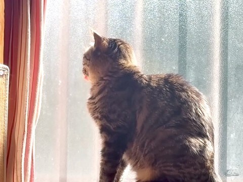 窓際にいるネコ→舌が出ていたので『しまいなさい』と伝えた結果…悶絶級の『まさかのサービス』に「尊い」「かわいいの投げ売りだ」と絶賛