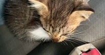 『1匹で鳴いていた小さな子猫』を保護→すくすくと成長していって…幸せあふれる『現在の光景』に感動「救ってくれてありがとう」「幸せにね」
