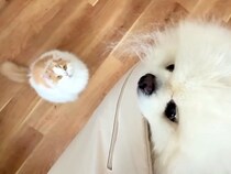 久しぶりの仕事がない日→猫と犬は朝から嬉しそうで…あまりにも最高な『休日の過ごし方』に反響「甘えん坊」「もふられ日だとわかってる」