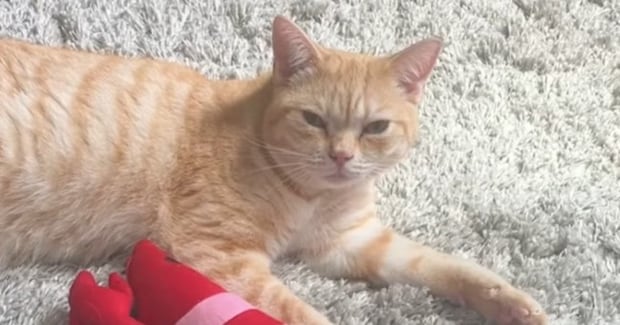 猫に『ごはん食べる?』と聞いてみたら…機嫌が良いときと悪いときが『反応の差』に爆笑の声「わかりやすいww」「ハッキリしてるねw」