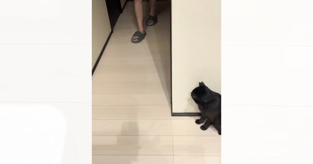 廊下の陰に身をひそめる猫→『お父さんが来た』次の瞬間…まさかの行動が可愛すぎると反響「意図的にやってて驚いた」「お茶目なニャンコｗ」