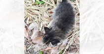 ワンコの散歩中に草むらから出てきた子猫を保護→病院に連れて行くと…獣医師による『まさかの診断結果』に２万いいね「名医」「不治の病だ」