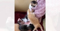 生後1週間の子猫たち→娘が撫でようとすると…『たまらなく愛おしい瞬間』が2644万再生「可愛すぎて心臓がもたない」「とても素敵」