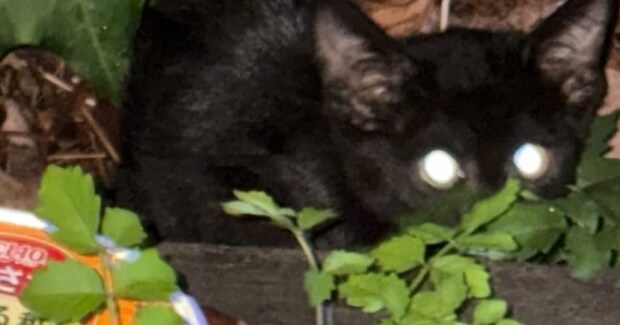 『大雨と雷で姿を消した子猫』→2日ぶりに見つかって保護された結果…思わず涙が出る光景に「よかったねぇ」「幸せになるんだよ」と反響