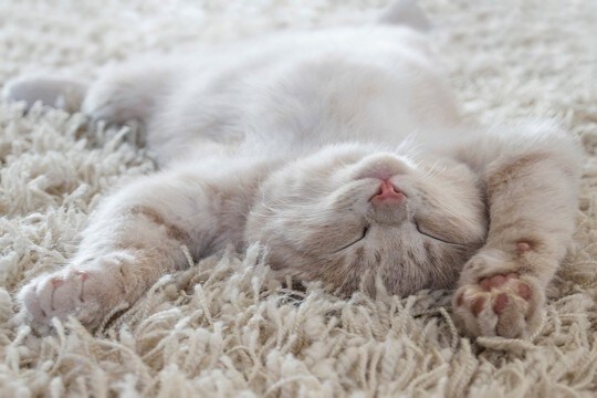 猫との暮らしで『避けるべき床』の特徴3つ　ケガやトラブルに繋がるリスクから改善策まで