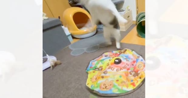 興奮しすぎて訳が分からなくなった猫→『部屋のドアを自分で開けようとした』次の瞬間…思わぬ展開に3万いいね「動きがすごいw」「最高」