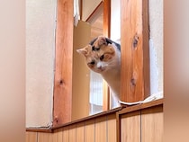 帰宅すると、元保護猫が玄関でお出迎えしてくれて…想像以上の『熱烈大歓迎』が14万再生「予想の500倍くらいウキウキ」「フォルムが天才」