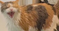 猫をお風呂で洗ったら……終わったあとに見せた『思わずニヤける行動』に４万いいね「よくもビショビショにしたなｯｯ」「かわいいｗ」