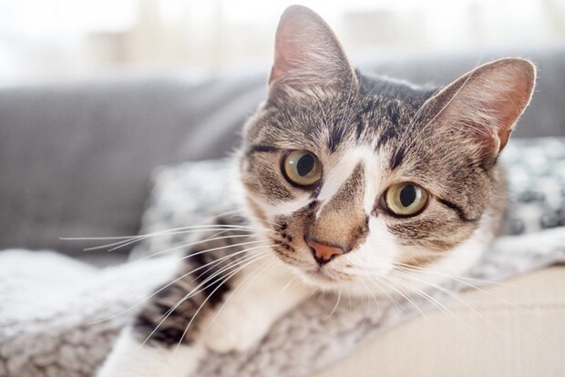 ソファーから凝視する猫