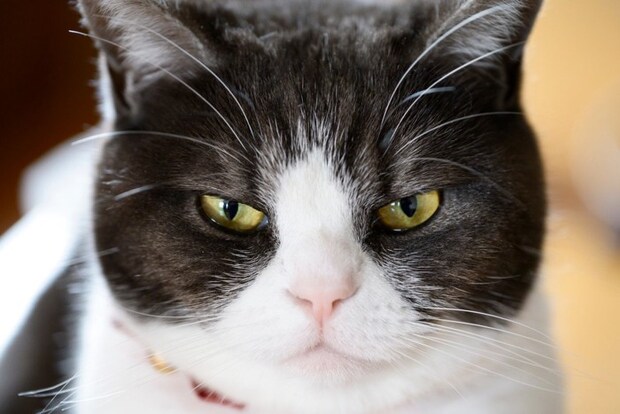 目をやや細めつつ、じっと見つめるハチワレ猫