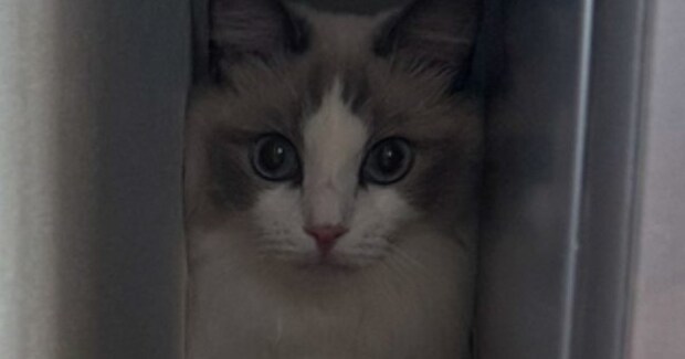 狭い隙間に入っていた猫→知らずに『扉を閉めてしまった』結果…可愛すぎる表情に2万いいね「不信感丸出しw」「ショックですみたいな顔w」