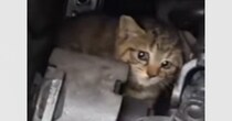 トラックのエンジンルームで半日以上も…『怯えていた子猫』を保護して翌日→泣ける光景が181万再生「よく頑張ったね」「素敵なお話で涙」