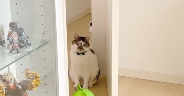 ママが体調不良で寝込んでいると、2匹の猫がパパのところに向かって…思わず涙が出る『優しい行動』に「幸せいっぱいだね」「愛情を感じた」と絶賛