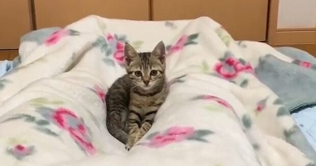保護された子猫→飼い主さんの足の間で遊んでいると……まさかの瞬間に「可愛すぎるでしょ」「たまりませんね」と癒される人が続出