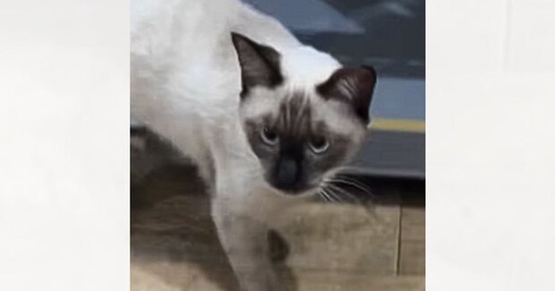 シャム猫を迎えて『顔周りだけ黒くなる』とは聞いていたけど…現在→想像もしていなかった『衝撃ビフォーアフター』が225万再生「タヌキw」