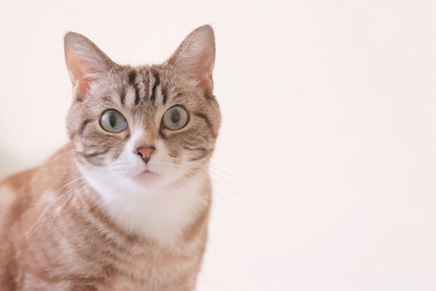 まっすぐ見つめる可愛いトラ猫