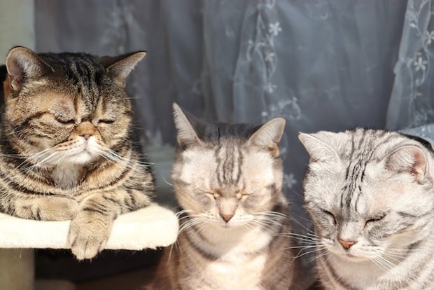 うなだれる三匹の猫