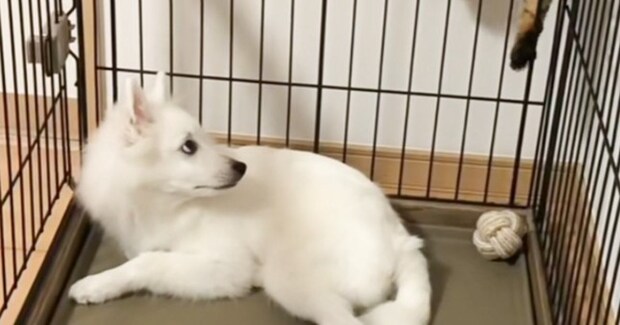 ネコが子犬を遊びに誘おうとして…犬を困惑させた『衝撃の行動』が115万再生「なにしとるねんって思ってそうw」「声出たw」と爆笑する人が続出