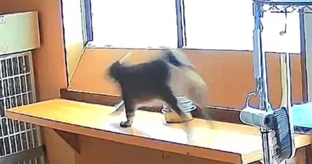 「20歳の運動神経じゃないwww」→おばあちゃん猫の様子を見てみると…まさかの光景に『驚愕』の声続出「うちの3歳より元気」「すごい」