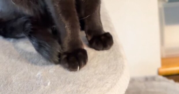 爪切りが苦手な黒猫→爪が『伸びてるねぇ』と指摘されると…まさかの行動が可愛すぎると12万再生「絶対わかってるw」「流れがスムーズw」