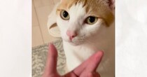 見つめてきた猫の『ほっぺを優しく撫でた』結果…まさかのリアクションが83万再生「目がマジｗｗ」「意志が強いｗ」と爆笑の声